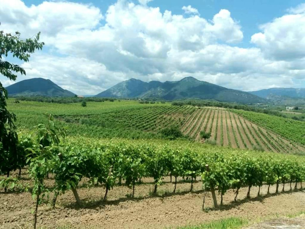 Pillole di vino: la strada dei Vini nelle Terre dei Sanniti