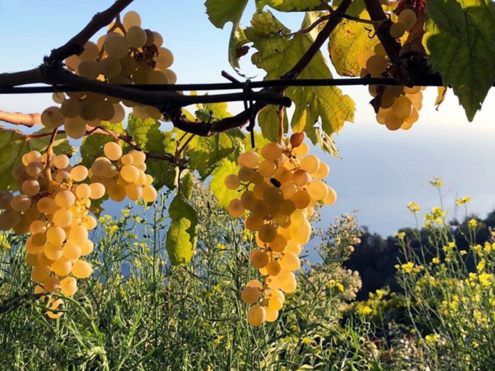 Pillole di vino: la strada del vino della penisola sorrentina