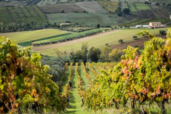 Pillole di vino: le tradizioni dell'Abruzzo