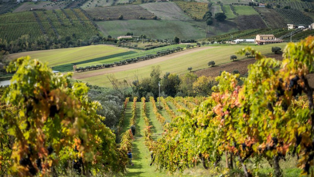 Pillole di vino: le tradizioni dell'Abruzzo