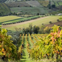 Pillole di vino: le tradizioni dell'Abruzzo