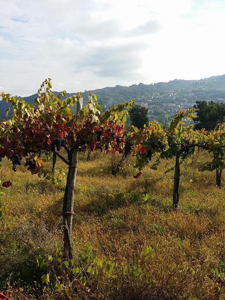 San Gennaro Vesuviano, un'annata 'doc' per il vino delle Cantine Castaldo Tuccillo