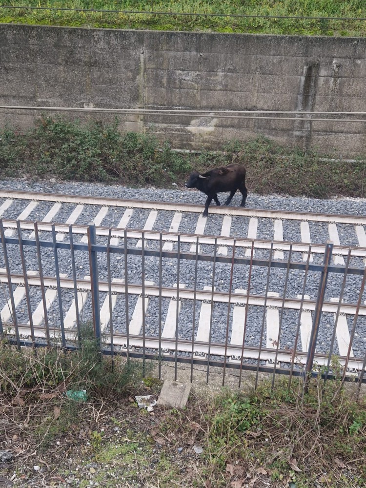 Bufalo precipita sulle rotaie: traffico dei treni bloccato per un'ora e mezza a Palma Campania