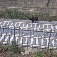 Bufalo precipita sulle rotaie: traffico dei treni bloccato per un'ora e mezza a Palma Campania