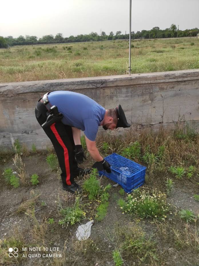 Palma Campania, cane abbandonato e ingabbiato: salvato dai Carabinieri