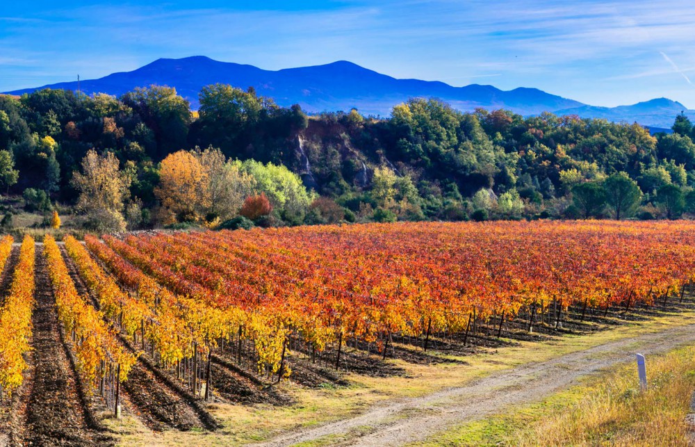 Pillole di vino: la strada del vino di Controguerra d'Abruzzo