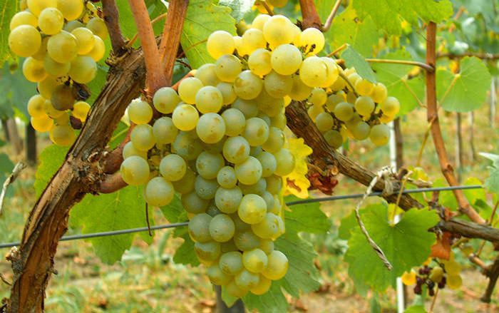 Pillole di vino: lo Chardonnay, il più diffuso tra i bianchi