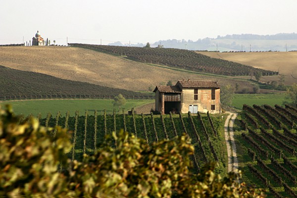 Pillole di vino: la strada dei Colli Piacentini in Emilia Romagna