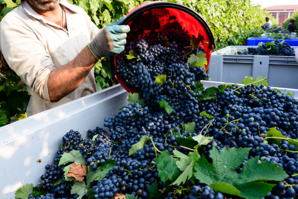 Pillole di vino: la vite e il clima ideale