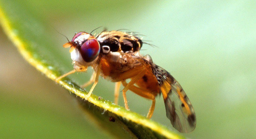 Palma Campania capofila contro la “mosca della frutta”: un convegno col presidente della commissione Agricoltura al Senato