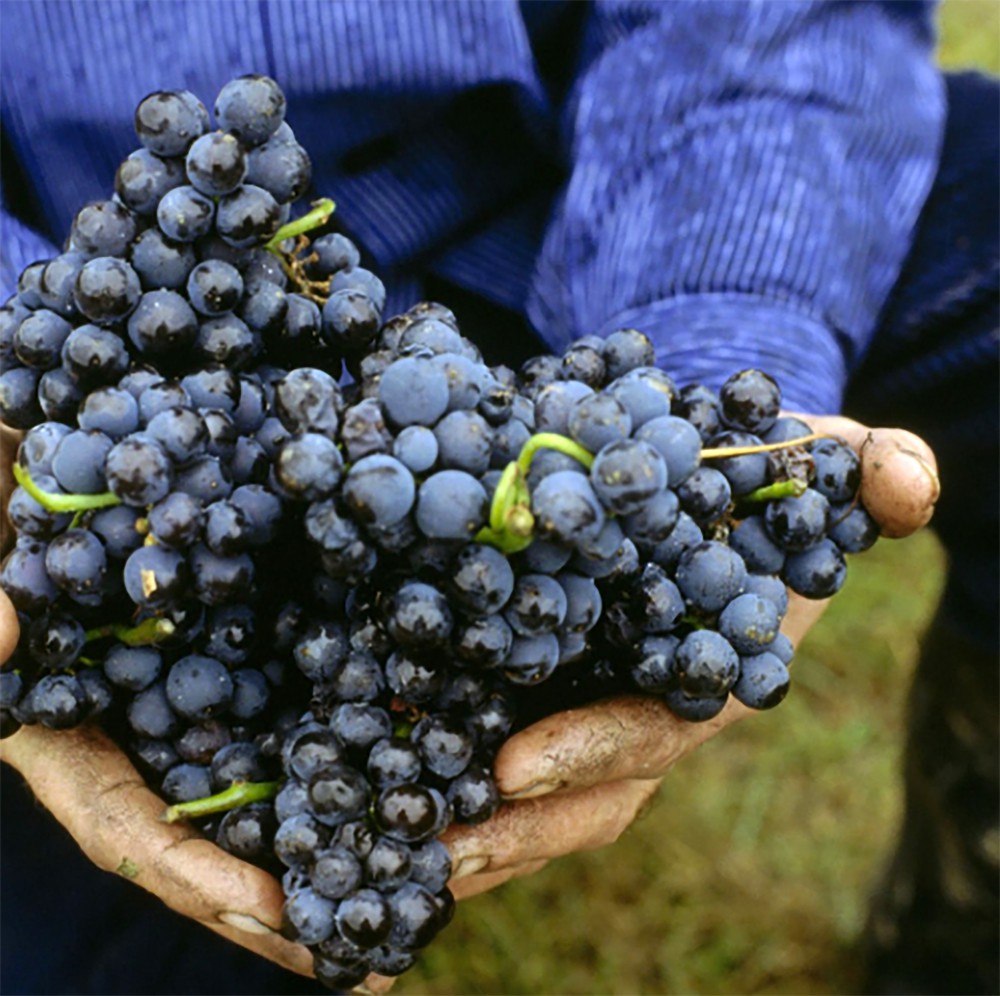 Pillole di vino: le specialità della Germania