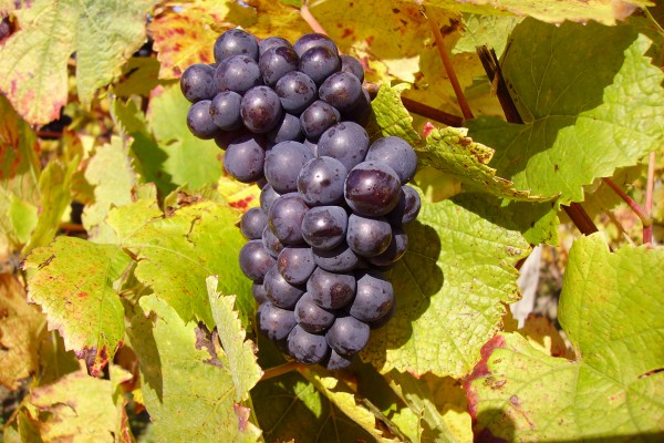 Pillole di vino: le sfumature del Pinot